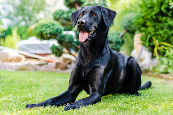 Kenapa anjing hitam itu bermimpi 