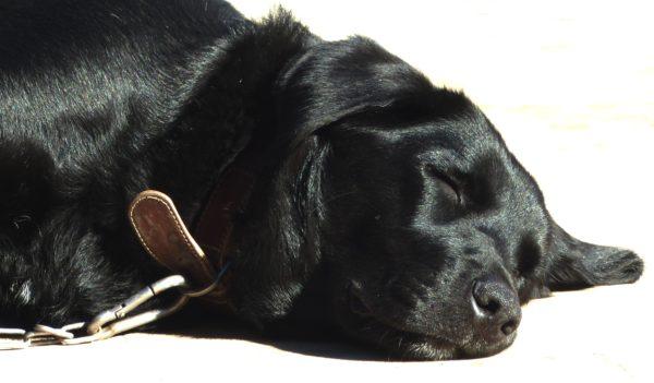 Diimpikan seekor anjing hitam yang sedang tidur 