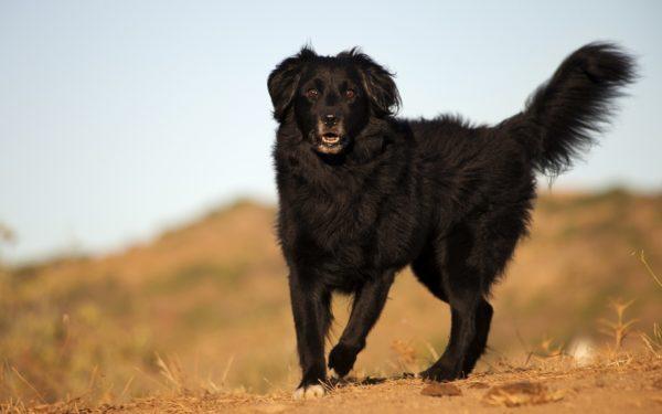 Anjing hitam 