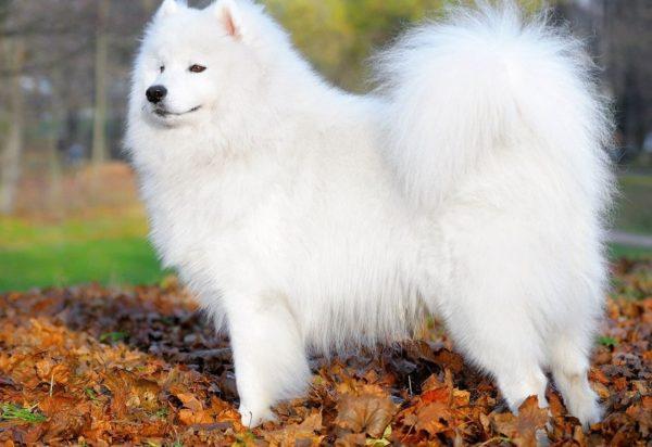 Anjing putih tafsiran mimpi 