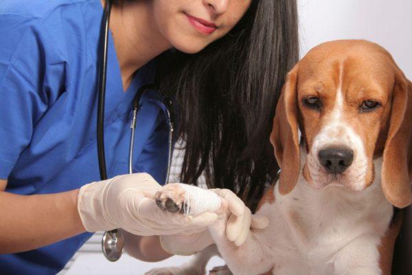Anjing yang terluka 