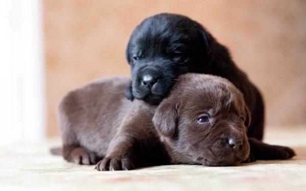 Mengapa anak anjing bermimpi 