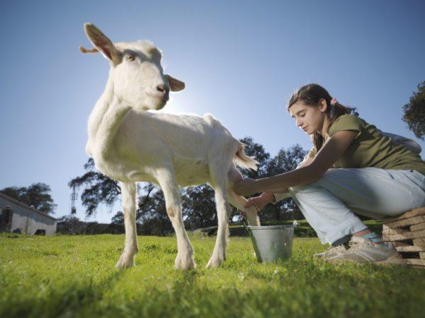 Mengapa bermimpi memerah susu kambing 