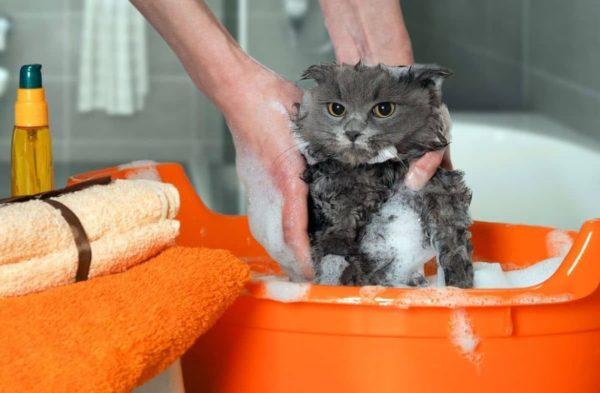 Mengapa bermimpi mencuci kucing 