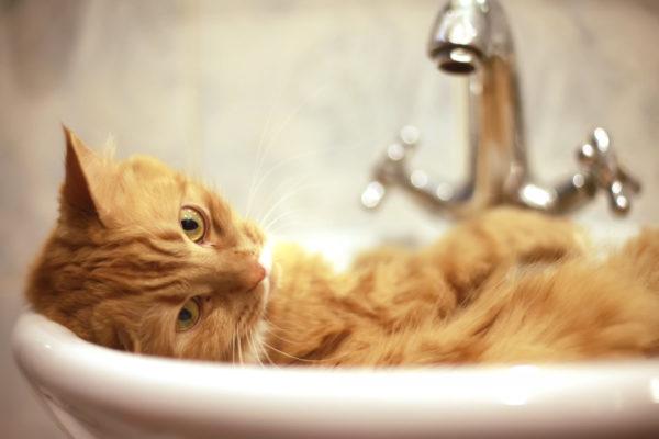 Mengapa bermimpi mencuci kucing 