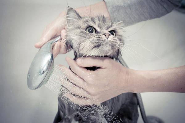 Mengapa bermimpi mencuci kucing 