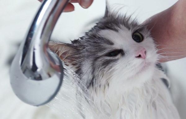 Mengapa bermimpi mencuci kucing 