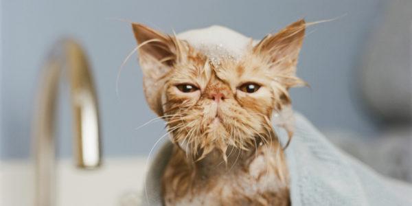 Mengapa bermimpi mencuci kucing 