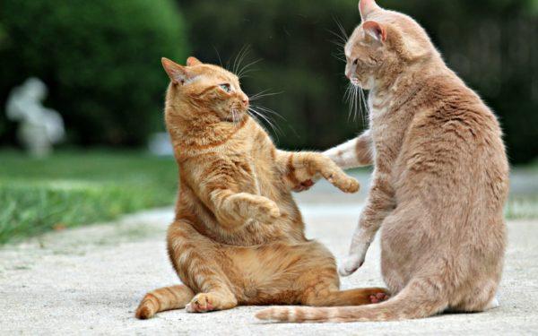 Mengapa banyak kucing bermimpi 