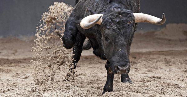 Mengapa lembu marah bermimpi 