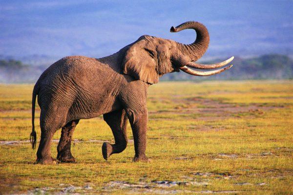 Mengapa gajah itu bermimpi 
