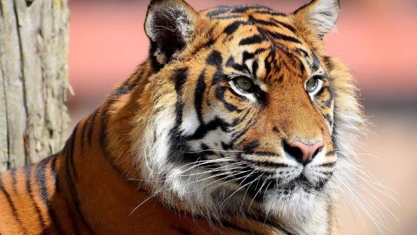 Mengapa harimau bermimpi Mengapa harimau bermimpi