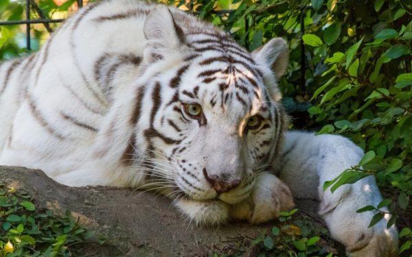 Mengapa harimau bermimpi Mengapa harimau bermimpi