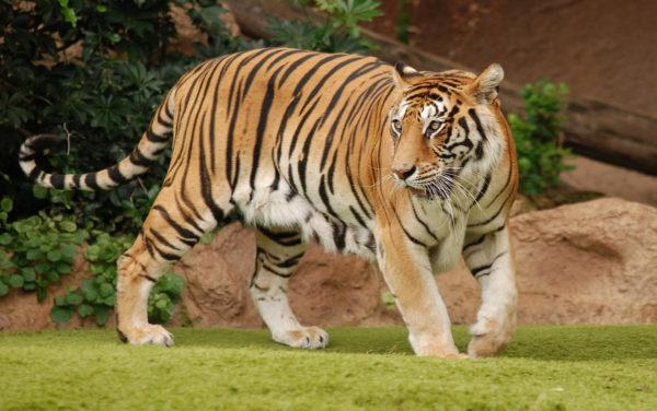 Mengapa harimau bermimpi Mengapa harimau bermimpi