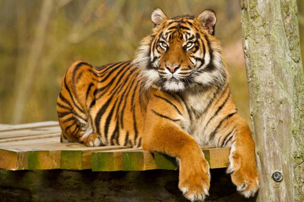 Mengapa harimau bermimpi Mengapa harimau bermimpi