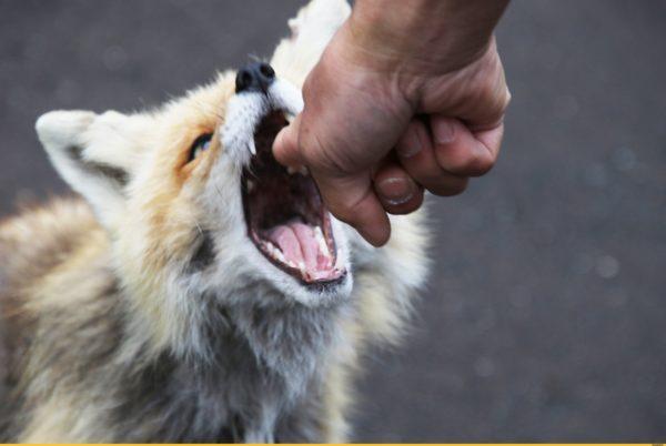 Mengapa bermimpi gigitan musang 