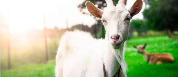 Kenapa kambing putih bermimpi  