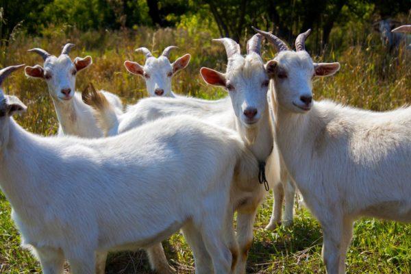 Mengapa wanita dan lelaki mengimpikan kambing putih 