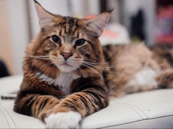 Kenapa kucing besar itu bermimpi  