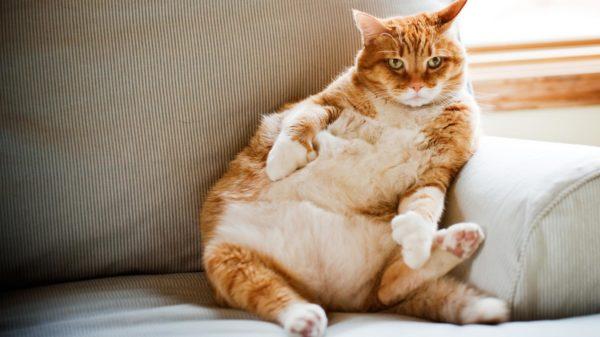 Kucing besar 