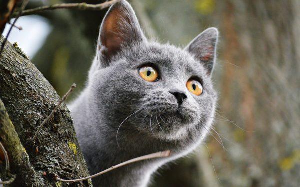 Mengapa bermimpi kucing kelabu besar atau kecil 