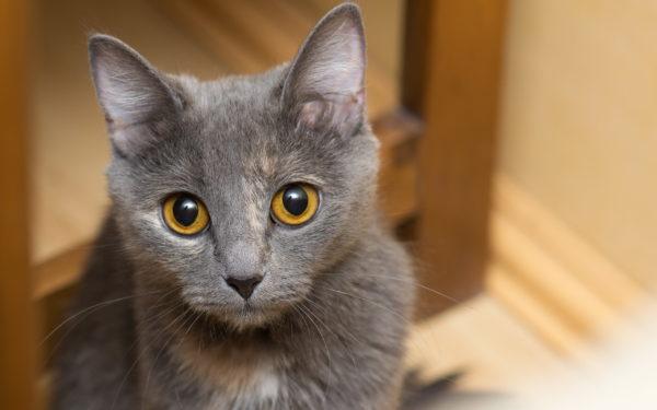 Kucing kelabu 