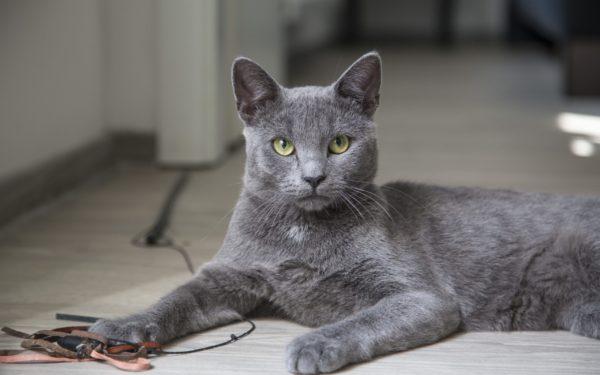 Kenapa kucing kelabu bermimpi 
