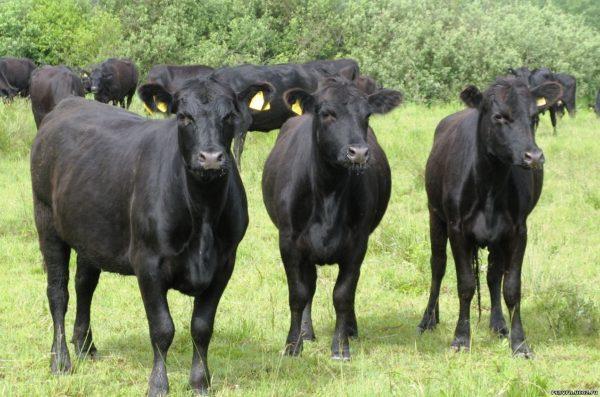 Kenapa lembu hitam itu bermimpi Kenapa lembu hitam itu bermimpi