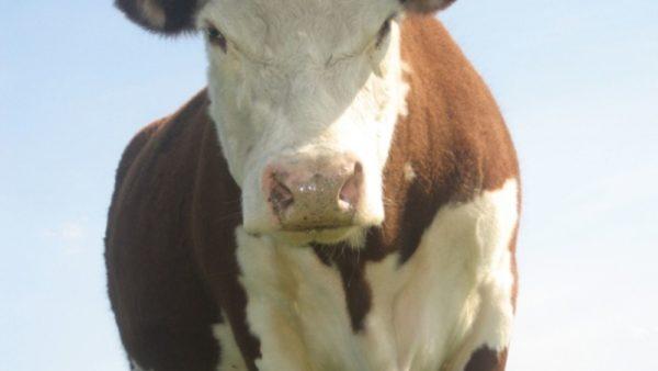 Apa impian seekor lembu yang menumbuk 