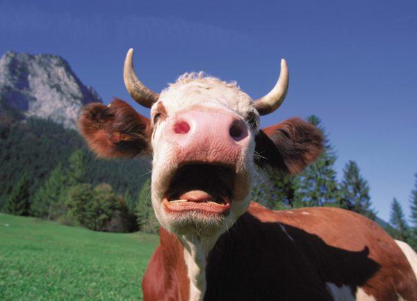 Serangan lembu tafsiran mimpi  