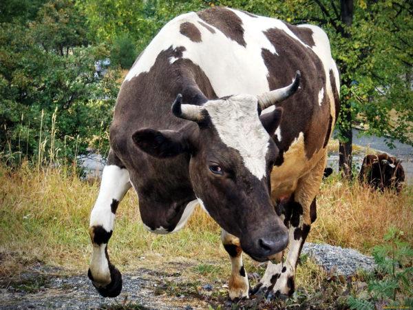 Lembu daging 
