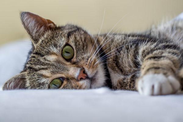  Mengapa kucing bermimpi 