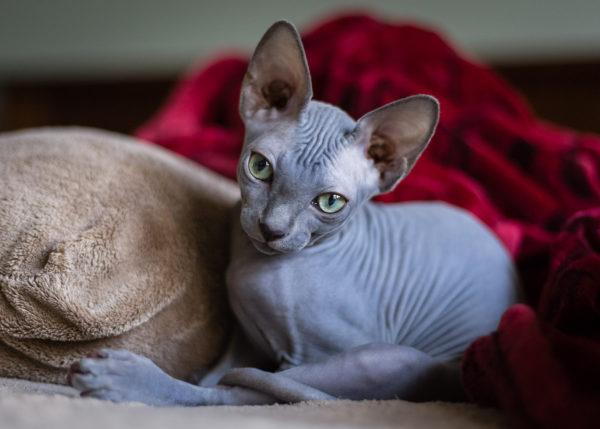 Kucing Sphynx 