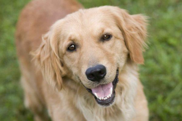 Mengapa anjing bermimpi dalam mimpi untuk wanita  