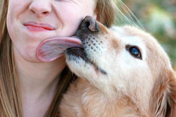 Anjing itu menyanjung 