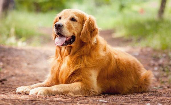 Saya mengimpikan anjing yang baik 