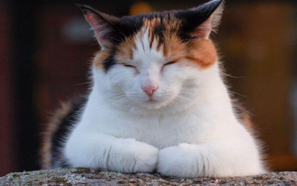Mengapa lelaki atau perempuan mengimpikan kucing yang berwarna tiga warna 