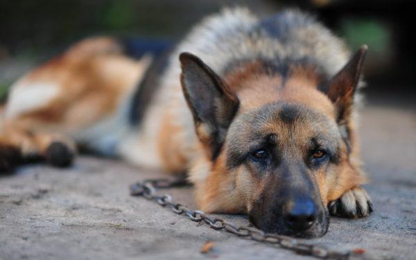Mengapa bermimpi anjing anda sendiri atau orang lain pada rantai 