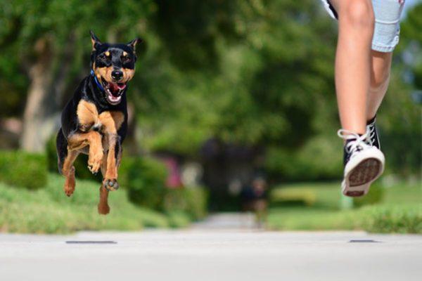 Mengapa bermimpi lari dari anjing 