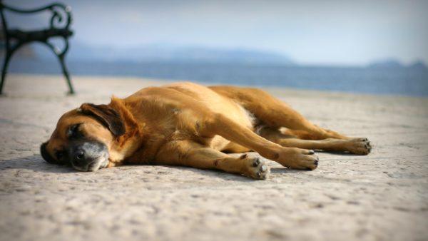 Mengapa bermimpi membunuh anjing 
