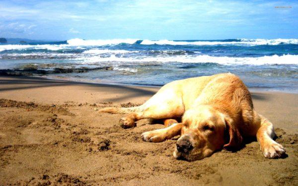 mengapa bermimpi membunuh anjing 