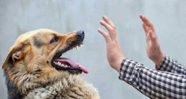 Anjing yang tiada tempat tinggal 