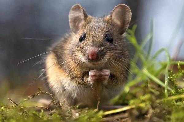 tanda-tanda apa tikus muncul di rumah tanda-tanda apa tikus muncul di rumah