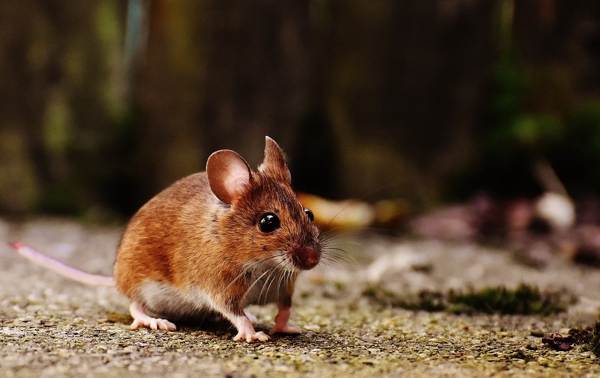 tanda tikus di apartmen tanda tikus di apartmen