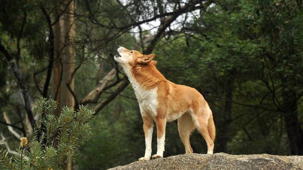anjing melolong apa itu 