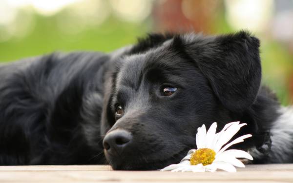 pertanda anjing yang melolong 
