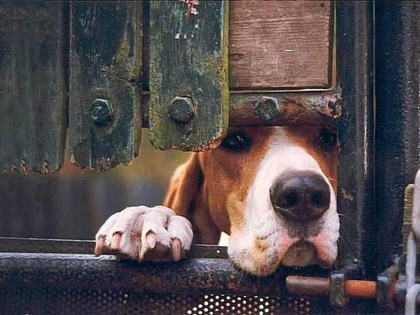 anjing berhampiran pagar 