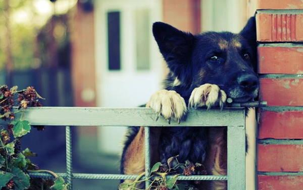 anjing liar 
