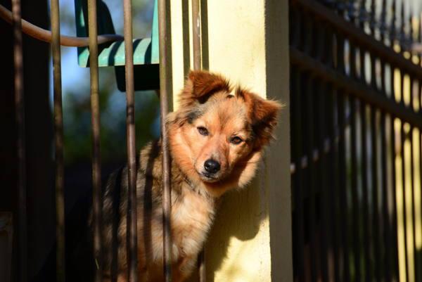anjing di pagar 