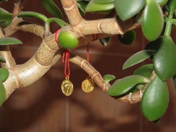 menanam pokok wang menurut Feng Shui 